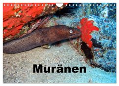 Muränen (Wandkalender 2026 DIN A4 quer), CALVENDO Monatskalender