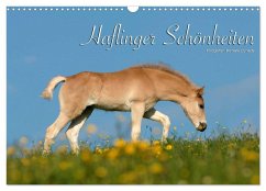 Cover Haflinger Schönheiten (Wandkalender 2026 DIN A3 quer), CALVENDO Monatskalender
