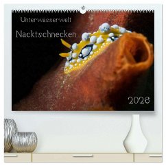 Unterwasserwelt Nacktschnecken (hochwertiger Premium Wandkalender 2026 DIN A2 quer), Kunstdruck in Hochglanz Unterwasserwelt Nacktschnecken (hochwertiger Premium Wandkalender 2026 DIN A2 quer), Kunstdruck in Hochglanz