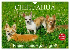 Chihuahua - Kleine Hunde ganz groß (Wandkalender 2026 DIN A4 quer), CALVENDO Monatskalender