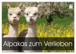 Alpakas zum Verlieben (Wandkalender 2026 DIN A2 quer), CALVENDO Monatskalender