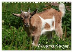 Zwergziegen (Wandkalender 2026 DIN A3 quer), CALVENDO Monatskalender Zwergziegen (Wandkalender 2026 DIN A3 quer), CALVENDO Monatskalender