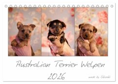 Cover Australian Terrier Welpen (Tischkalender 2026 DIN A5 quer), CALVENDO Monatskalender