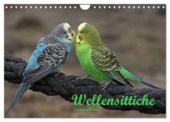 Terminplaner Wellensittiche (Wandkalender 2026 DIN A4 quer), CALVENDO Monatskalender