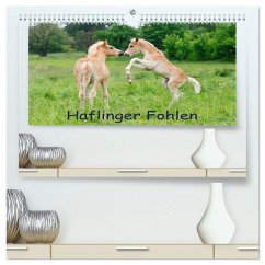 Cover Haflinger Fohlen (hochwertiger Premium Wandkalender 2026 DIN A2 quer), Kunstdruck in Hochglanz