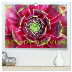 Sempervivum - Hauswurz (hochwertiger Premium Wandkalender 2026 DIN A2 quer), Kunstdruck in Hochglanz Sempervivum - Hauswurz (hochwertiger Premium Wandkalender 2026 DIN A2 quer), Kunstdruck in Hochglanz