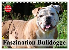 Cover Faszination Bulldogge (Wandkalender 2026 DIN A3 quer), CALVENDO Monatskalender