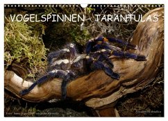 Vogelspinnen - Tarantulas (Wandkalender 2026 DIN A3 quer), CALVENDO Monatskalender Vogelspinnen - Tarantulas (Wandkalender 2026 DIN A3 quer), CALVENDO Monatskalender
