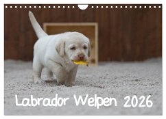 Labrador Welpen (Wandkalender 2026 DIN A4 quer), CALVENDO Monatskalender