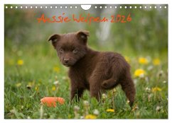 Aussie Welpen 2026 (Wandkalender 2026 DIN A4 quer), CALVENDO Monatskalender