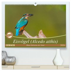 Eisvögel (Alcedo atthis) - Edelsteine der Natur (hochwertiger Premium Wandkalender 2026 DIN A2 quer), Kunstdruck in Hochglanz