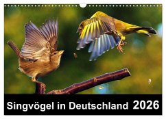 Singvögel in Deutschland (Wandkalender 2026 DIN A3 quer), CALVENDO Monatskalender