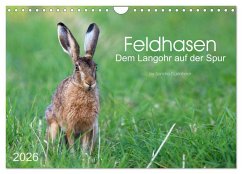 Feldhasen - dem Langohr auf der Spur (Wandkalender 2026 DIN A4 quer), CALVENDO Monatskalender Feldhasen - dem Langohr auf der Spur (Wandkalender 2026 DIN A4 quer), CALVENDO Monatskalender