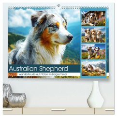 Australian Shepherd. Wanderfreude auf Pfoten im Bergsommer (hochwertiger Premium Wandkalender 2026 DIN A2 quer), Kunstdruck in Hochglanz