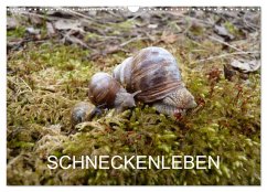 Schneckenleben (Wandkalender 2026 DIN A3 quer), CALVENDO Monatskalender Schneckenleben (Wandkalender 2026 DIN A3 quer), CALVENDO Monatskalender