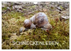 Schneckenleben (Wandkalender 2026 DIN A4 quer), CALVENDO Monatskalender Schneckenleben (Wandkalender 2026 DIN A4 quer), CALVENDO Monatskalender