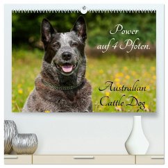 Power auf 4 Pfoten. Australian Cattle Dog (hochwertiger Premium Wandkalender 2026 DIN A2 quer), Kunstdruck in Hochglanz