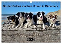 Border Collies machen Urlaub in Dänemark (Wandkalender 2026 DIN A3 quer), CALVENDO Monatskalender
