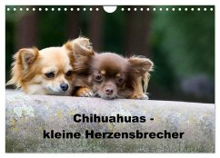 Cover Chihuahuas - kleine Herzensbrecher (Wandkalender 2026 DIN A4 quer), CALVENDO Monatskalender