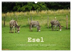 Esel - liebenswerte Langohren (Wandkalender 2026 DIN A3 quer), CALVENDO Monatskalender