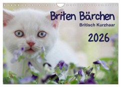 Cover Briten Bärchen - Britsch Kurzhaar 2026 (Wandkalender 2026 DIN A4 quer), CALVENDO Monatskalender