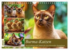 Burma-Katzen. Ausstrahlung und Anmut der faszinierenden Samtpfoten (Wandkalender 2026 DIN A4 quer), CALVENDO Monatskalender