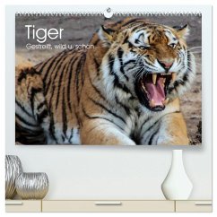 Cover Tiger. Gestreift, wild u. schön (hochwertiger Premium Wandkalender 2026 DIN A2 quer), Kunstdruck in Hochglanz