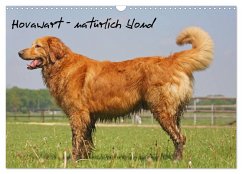 Cover Hovawart - natürlich blond (Wandkalender 2026 DIN A3 quer), CALVENDO Monatskalender