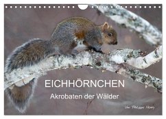 Cover EICHHÖRNCHEN (Wandkalender 2026 DIN A4 quer), CALVENDO Monatskalender