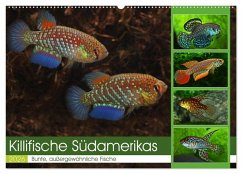 Cover Killifische Südamerikas (Wandkalender 2026 DIN A2 quer), CALVENDO Monatskalender