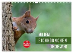 Mit dem Eichhörnchen durchs Jahr (Wandkalender 2026 DIN A3 quer), CALVENDO Monatskalender Mit dem Eichhörnchen durchs Jahr (Wandkalender 2026 DIN A3 quer), CALVENDO Monatskalender
