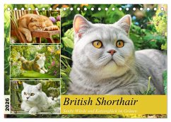 British Shorthair. Sanfte Würde und Katzenglück im Grünen (Tischkalender 2026 DIN A5 quer), CALVENDO Monatskalender