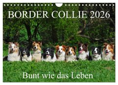 Cover Border Collie 2026 (Wandkalender 2026 DIN A4 quer), CALVENDO Monatskalender