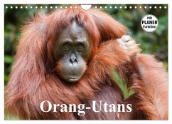 Orang-Utans (Wandkalender 2026 DIN A4 quer), CALVENDO Monatskalender Orang-Utans (Wandkalender 2026 DIN A4 quer), CALVENDO Monatskalender
