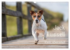 Jack Russell - Klein, aber oho! (Wandkalender 2026 DIN A3 quer), CALVENDO Monatskalender