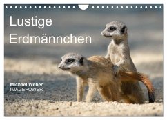 Lustige Erdmännchen (Wandkalender 2026 DIN A4 quer), CALVENDO Monatskalender Lustige Erdmännchen (Wandkalender 2026 DIN A4 quer), CALVENDO Monatskalender