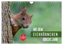 Mit dem Eichhörnchen durchs Jahr (Wandkalender 2026 DIN A4 quer), CALVENDO Monatskalender Mit dem Eichhörnchen durchs Jahr (Wandkalender 2026 DIN A4 quer), CALVENDO Monatskalender