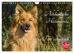 Cover Altdeutsche Hütehunde - Fast vergessen (Wandkalender 2026 DIN A4 quer), CALVENDO Monatskalender