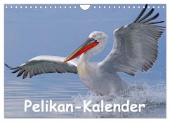 Cover Pelikan-Kalender (Wandkalender 2026 DIN A4 quer), CALVENDO Monatskalender