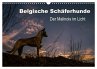 Belgische Schäferhunde - Der Malinois... - Bild 1