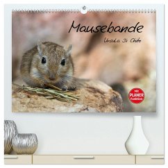Mausebande (hochwertiger Premium Wandkalender 2026 DIN A2 quer), Kunstdruck in Hochglanz