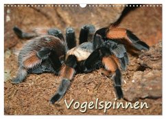 Cover Vogelspinnen (Wandkalender 2026 DIN A3 quer), CALVENDO Monatskalender
