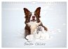 Border Collies (Wandkalender 2026 DIN... - Bild 1