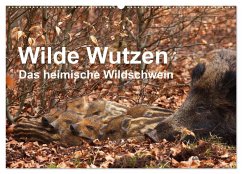 Wilde Wutzen. Das heimische Wildschwein (Wandkalender 2026 DIN A2 quer), CALVENDO Monatskalender