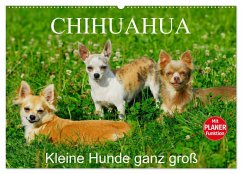 Chihuahua - Kleine Hunde ganz groß (Wandkalender 2026 DIN A2 quer), CALVENDO Monatskalender