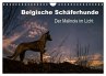 Belgische Schäferhunde - Der Malinois... - Bild 1
