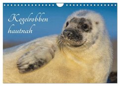 Kegelrobben hautnah (Wandkalender 2026 DIN A4 quer), CALVENDO Monatskalender