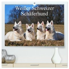 Weißer Schweizer Schäferhund (hochwertiger Premium Wandkalender 2026 DIN A2 quer), Kunstdruck in Hochglanz Weißer Schweizer Schäferhund (hochwertiger Premium Wandkalender 2026 DIN A2 quer), Kunstdruck in Hochglanz