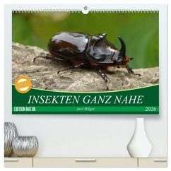 INSEKTEN GANZ NAHE (hochwertiger Premium Wandkalender 2026 DIN A2 quer), Kunstdruck in Hochglanz INSEKTEN GANZ NAHE (hochwertiger Premium Wandkalender 2026 DIN A2 quer), Kunstdruck in Hochglanz