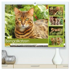 Bengalkatzen. Der elegante Mini-Leopard im Garten (hochwertiger Premium Wandkalender 2026 DIN A2 quer), Kunstdruck in Hochglanz